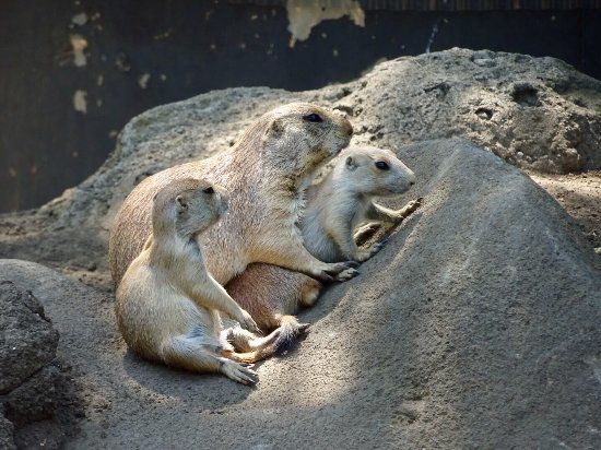 Edogawa Ward Natural Zoo